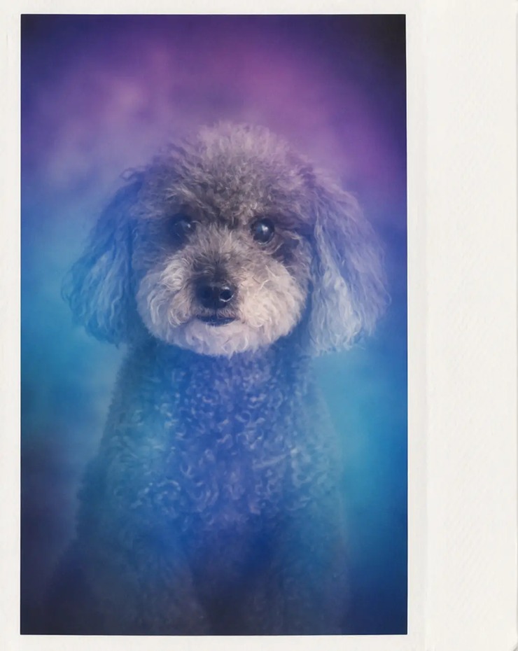 Aura portrait of a poodle with violet and blue aura